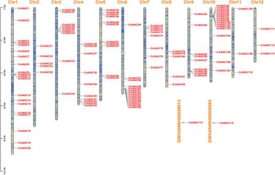 Genome-wide identification, evolution, and expression analysis of the NAC gene family in chestnut (Castanea mollissima)